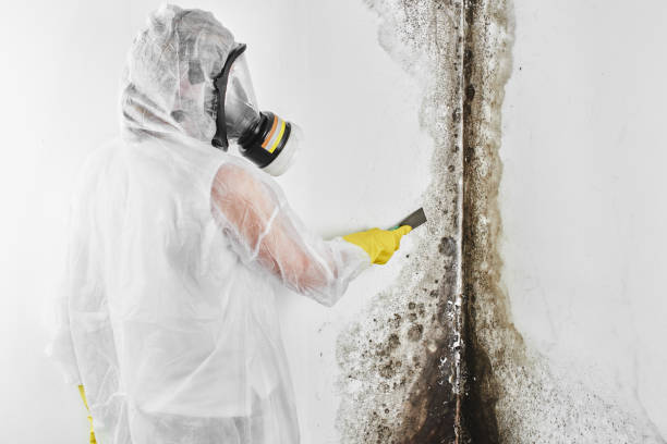 Best Mold Damage Repair  in Andrews, SC