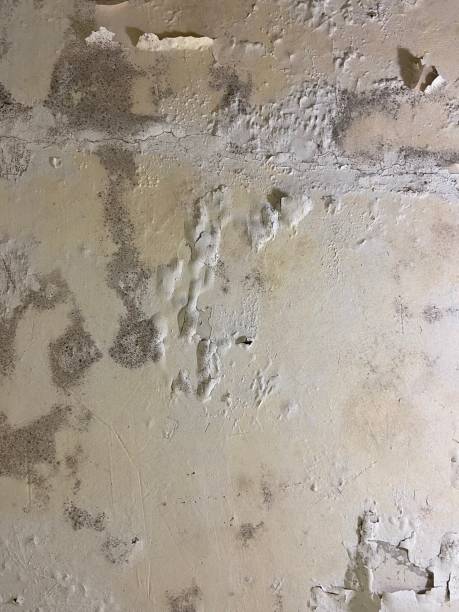 Best Mold Remediation  in Andrews, SC
