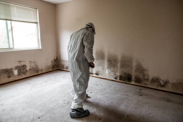 Office Mold Removal Services in Andrews, SC
