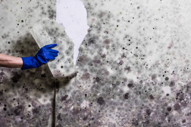 Best Mold Removal Specialists  in Andrews, SC