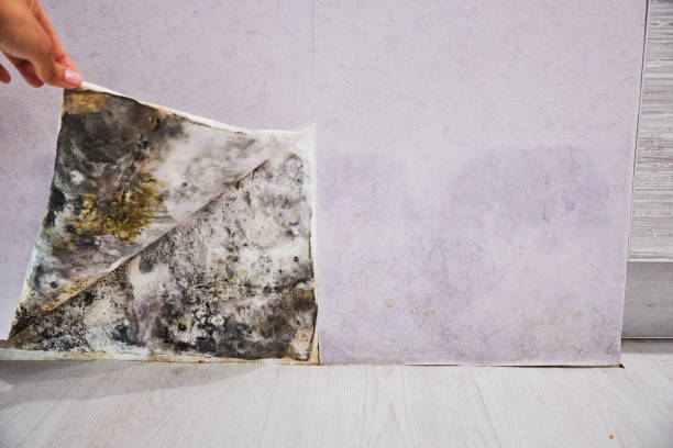 Best Residential Mold Removal  in Andrews, SC